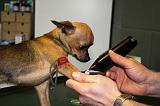 CHIHUAHUA - GARROT PRISE DE SANG  006